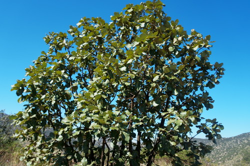 Quercus resinosa (Quercus resinosa)