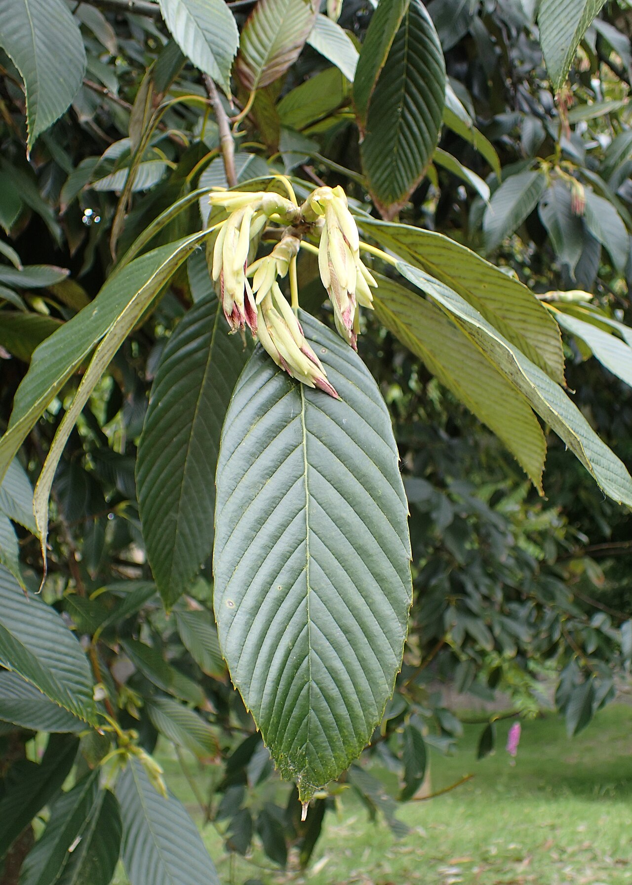 Quercus rex: Quercus rex in Hackfalls Arboretum, Hawkes's Bay
