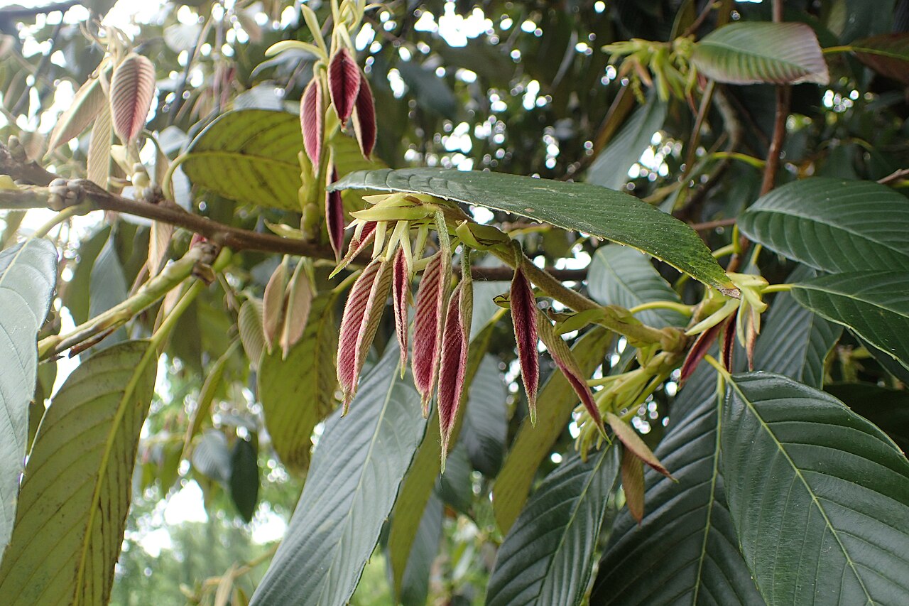 Quercus rex: Quercus rex in Hackfalls Arboretum, Hawkes's Bay