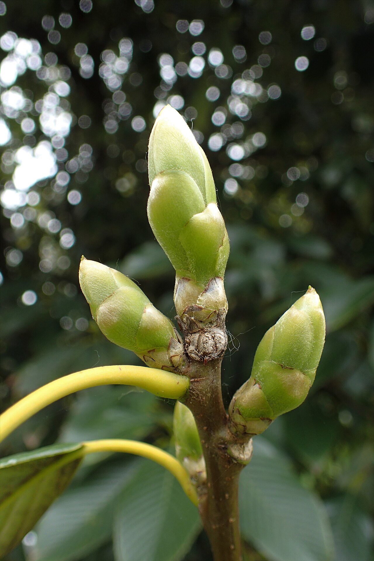 Quercus rex: Quercus rex in Hackfalls Arboretum, Hawkes's Bay