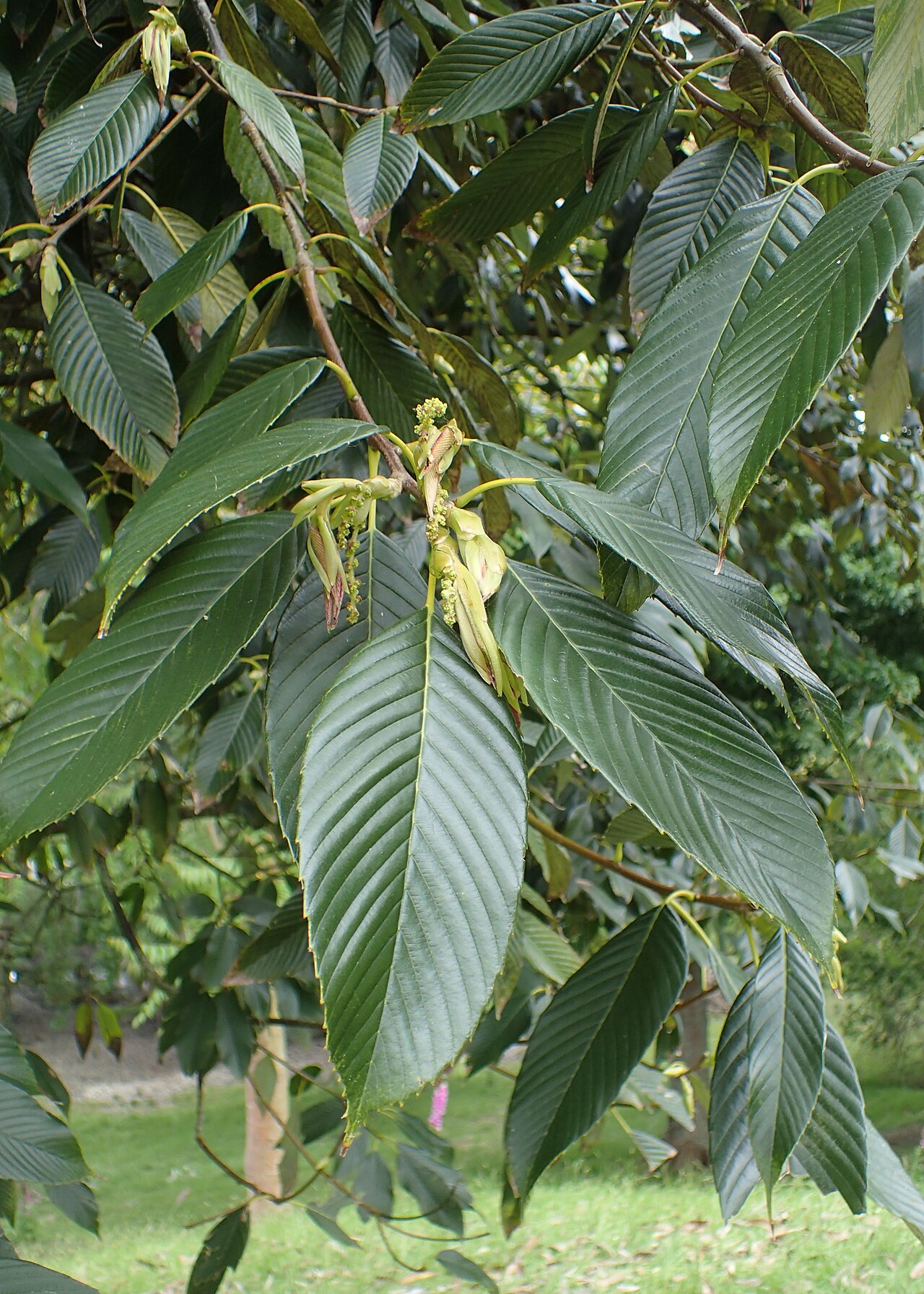 Quercus rex: Quercus rex in Hackfalls Arboretum, Hawkes's Bay