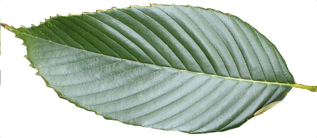 Quercus rex: Quercus rex in Hackfalls Arboretum, Hawkes's Bay