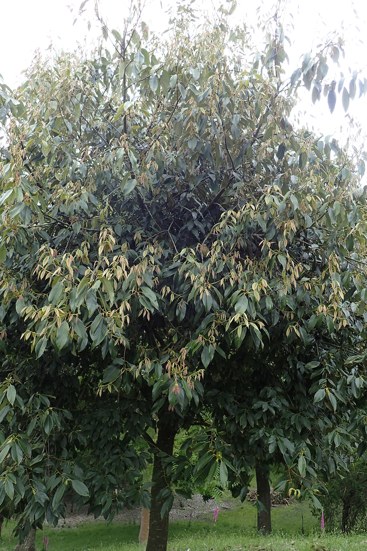 Quercus rex: Quercus rex in Hackfalls Arboretum, Hawkes's Bay