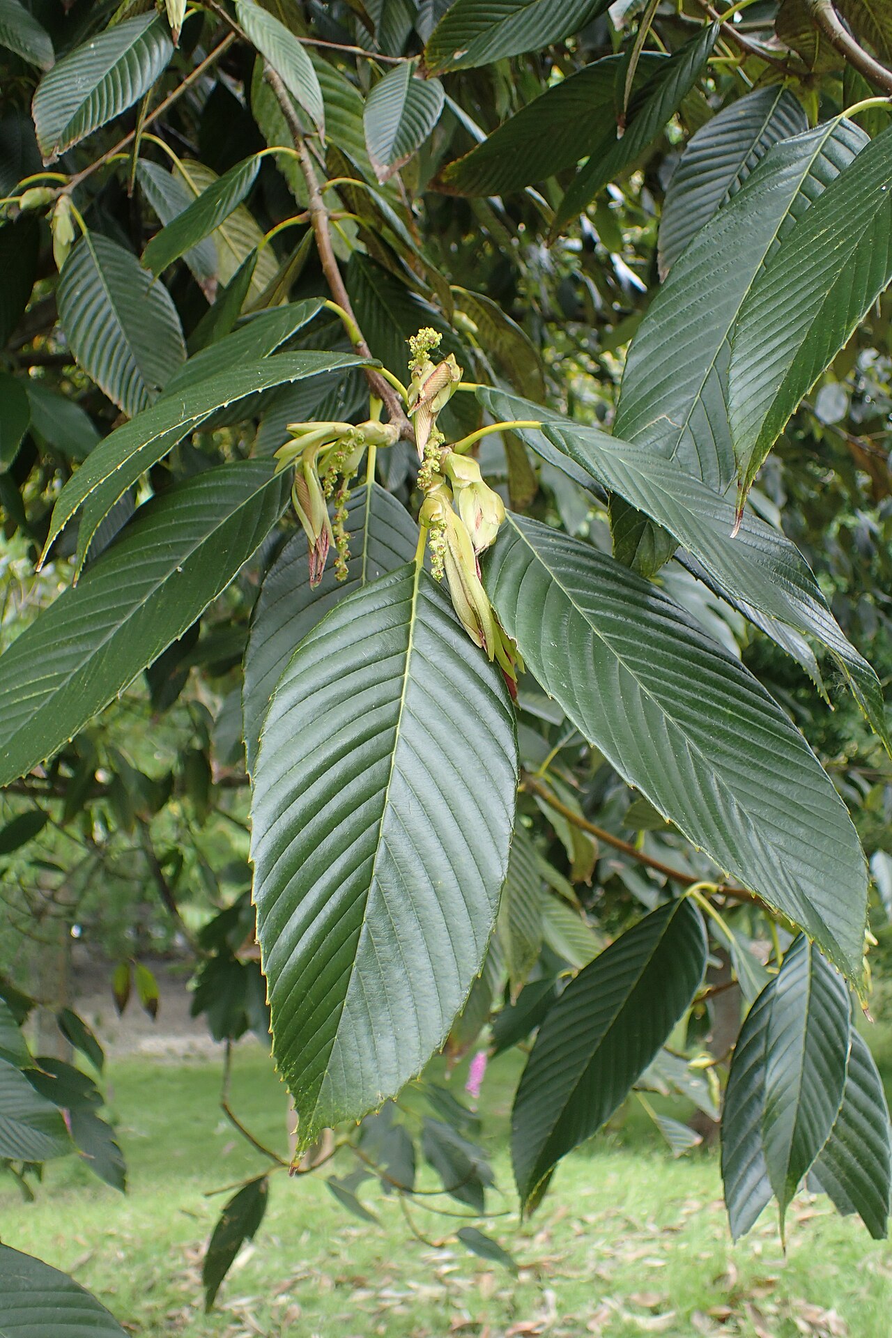 Quercus rex: Quercus rex in Hackfalls Arboretum, Hawkes's Bay