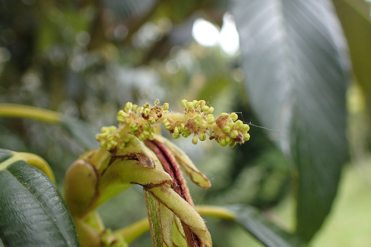 Quercus rex: Quercus rex in Hackfalls Arboretum, Hawkes's Bay