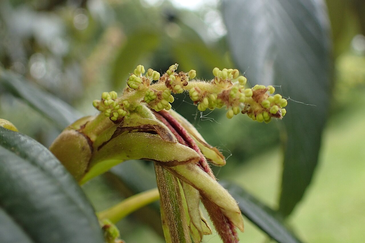 Quercus rex: Quercus rex in Hackfalls Arboretum, Hawkes's Bay