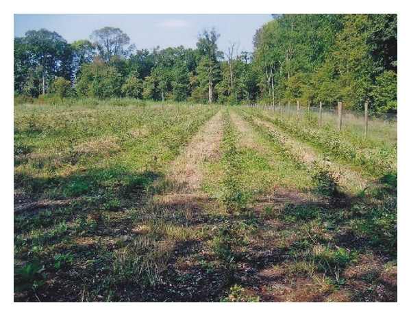Pedunculate oak: Artificial regeneration of oak ( Quercus robur L. ).