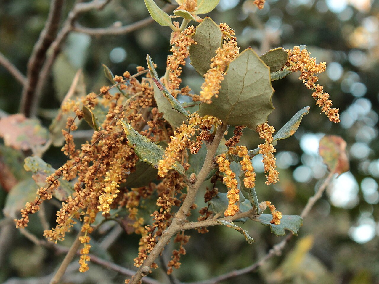 Quercus rotundifolia: azinheira, carrasca, sardão, sardoeira, azinheira-doce, azinho, azinheira-de-bolota-doce