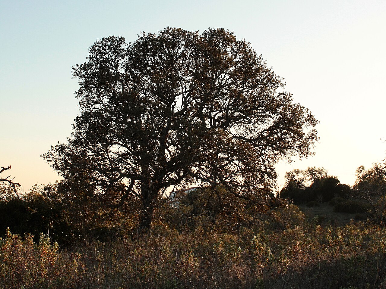 Quercus rotundifolia: azinheira, carrasca, sardão, sardoeira, azinheira-doce, azinho, azinheira-de-bolota-doce