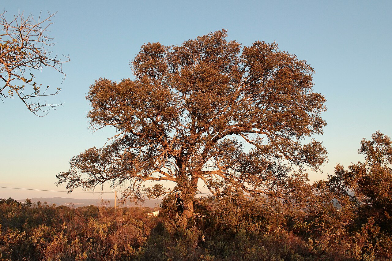 Quercus rotundifolia: azinheira, carrasca, sardão, sardoeira, azinheira-doce, azinho, azinheira-de-bolota-doce