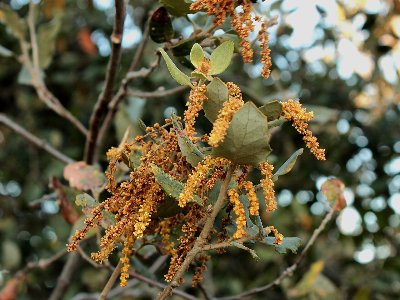 Quercus rotundifolia: azinheira, carrasca, sardão, sardoeira, azinheira-doce, azinho, azinheira-de-bolota-doce