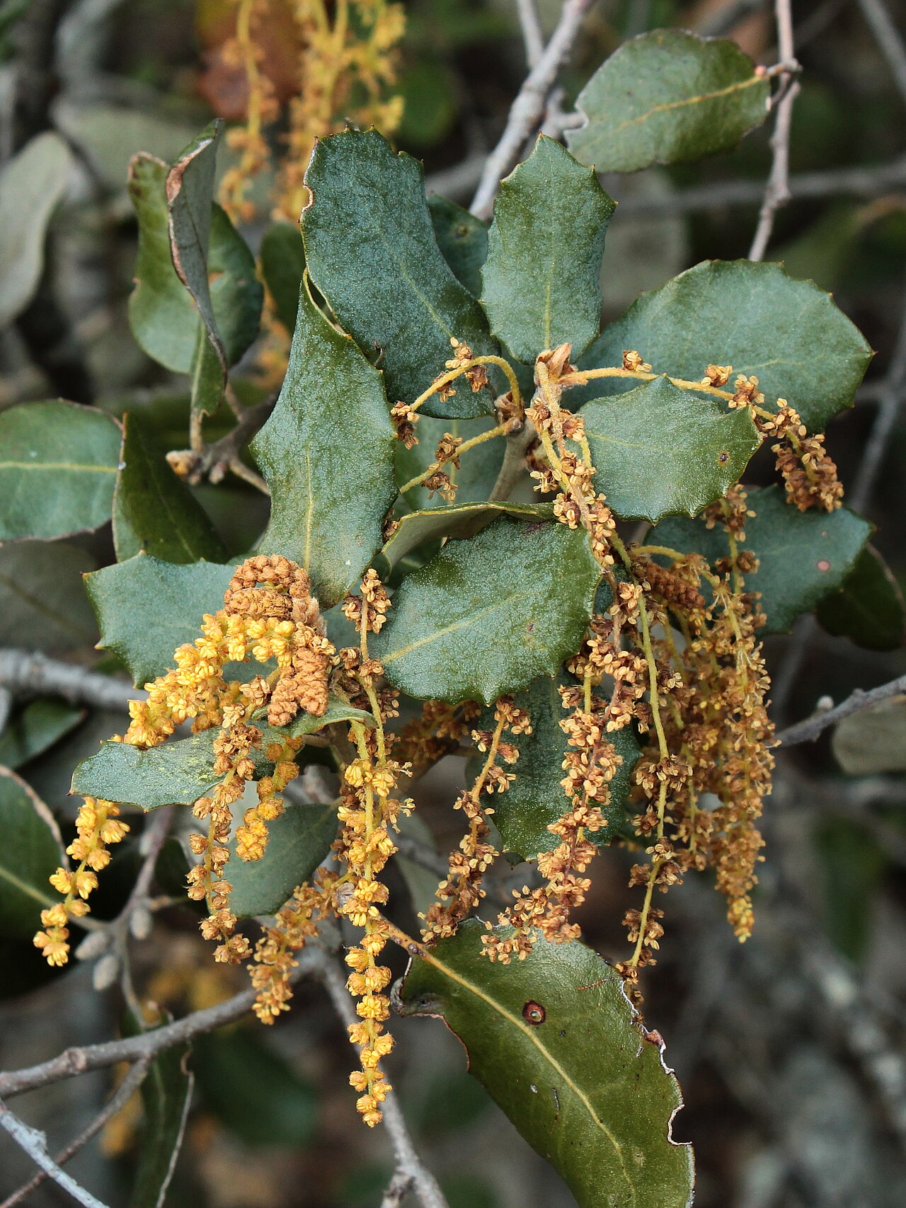 Quercus rotundifolia: azinheira, carrasca, sardão, sardoeira, azinheira-doce, azinho, azinheira-de-bolota-doce