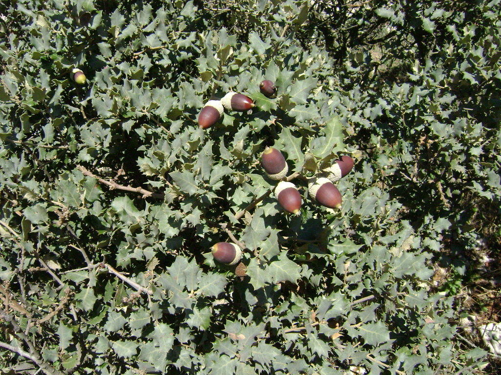 Quercus rotundifolia: Bellotas de Carrasca Quercus rotundifolia . Málaga.