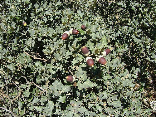 Quercus rotundifolia: Bellotas de Carrasca Quercus rotundifolia . Málaga.