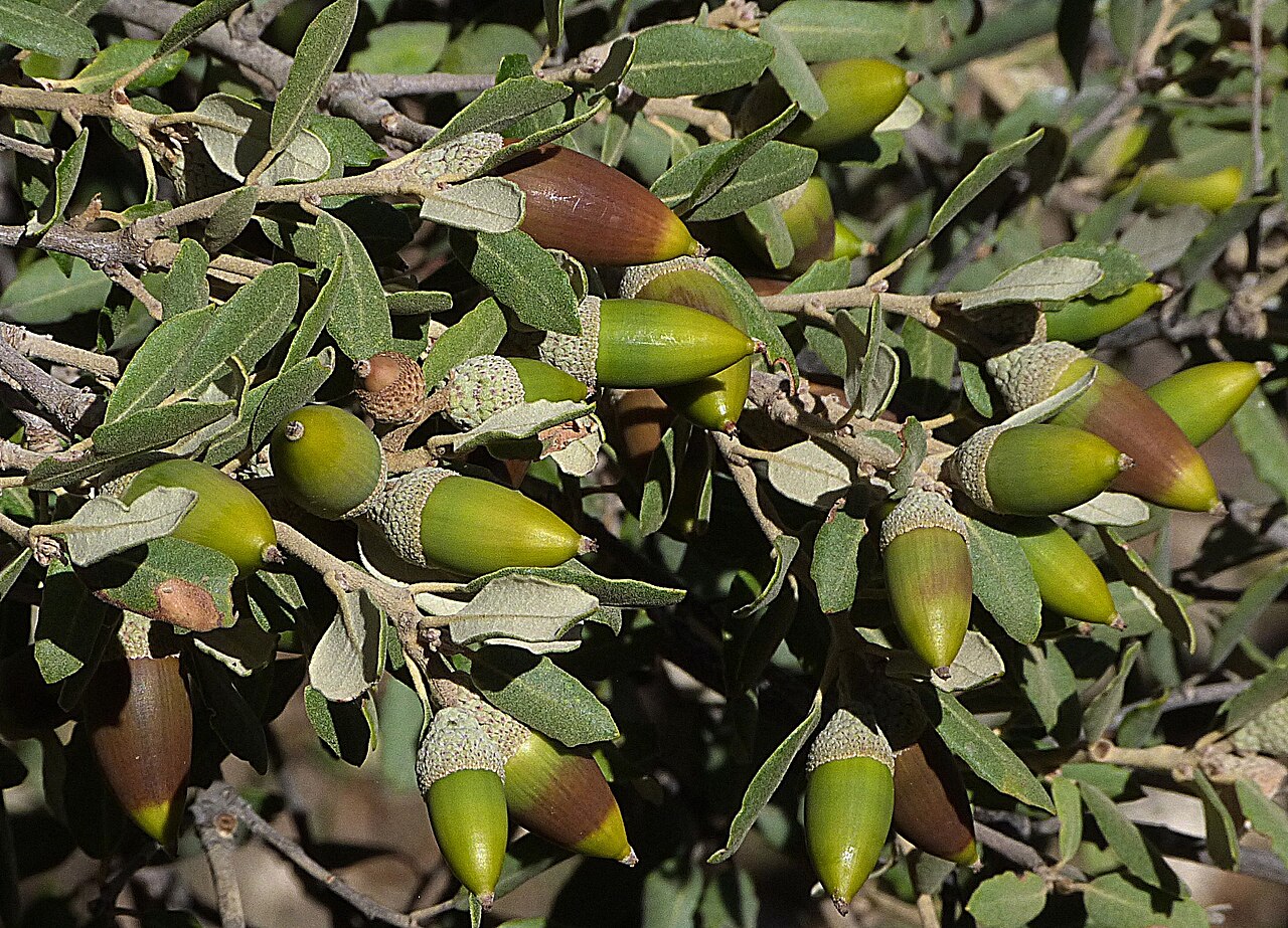 Quercus rotundifolia: Quercus rotundifolia