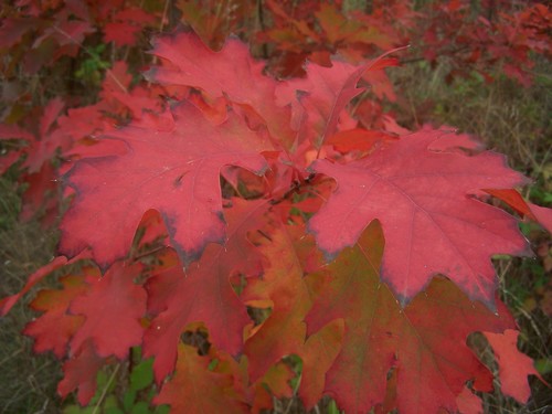 Northern red oak (Quercus rubra)