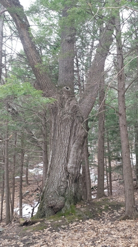 Northern red oak (Quercus rubra)
