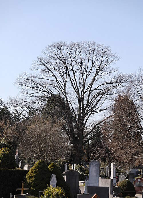 Northern red oak: This media shows the natural monument in Styria with the ID 265432 .