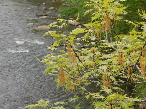 Northern red oak (Quercus rubra)