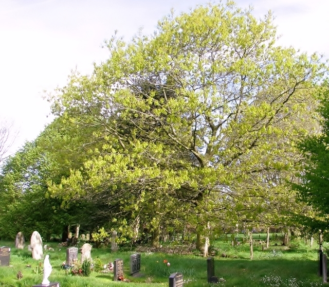 Northern red oak: A Red oak (Quercus rubra) in Section EE