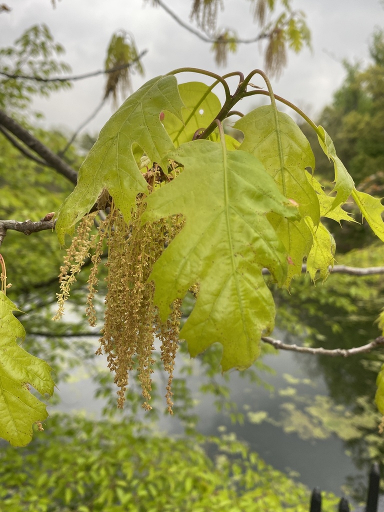Northern red oak (Quercus rubra)