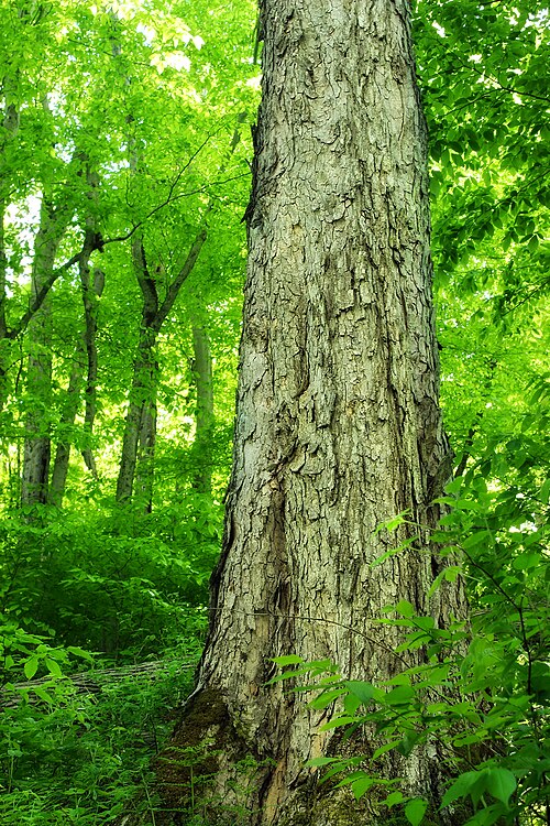 Northern red oak: Red oak ( Quercus rubra ) and backdrop of American beeches ( Fagus grandifolia ) along the Twin Sisters Trail, Potter County, within the Hammersley Wild Area of