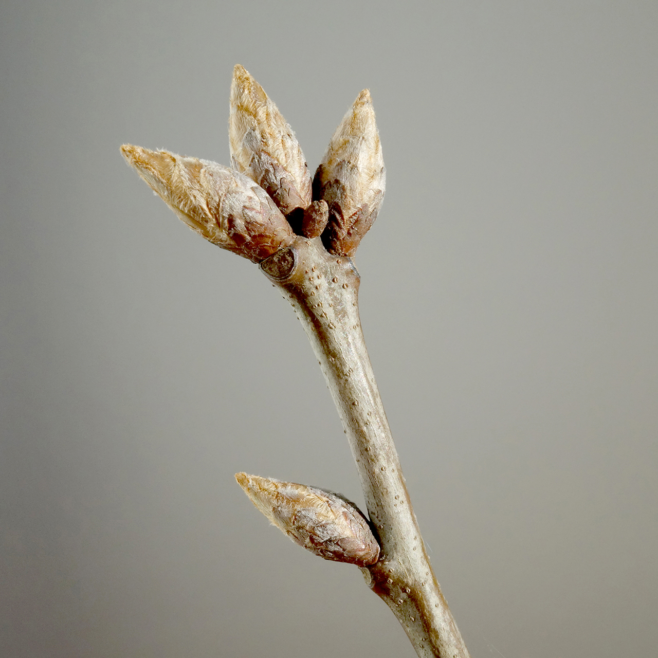 Northern red oak: Quercus rubra; a shoot with buds