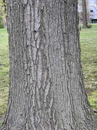 Northern red oak (Quercus rubra)
