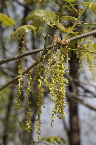 Northern red oak (Quercus rubra)