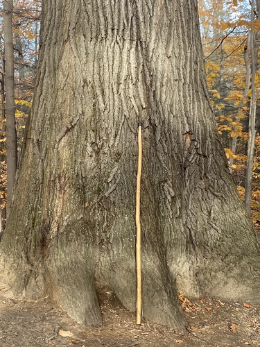 Northern red oak (Quercus rubra)