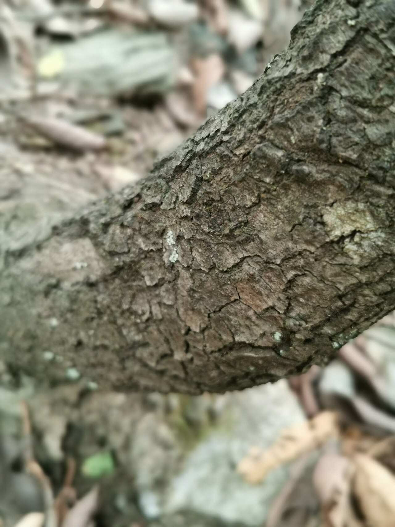 Loquat leaf oak: loquat leaf oak