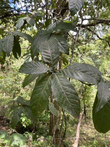 Loquat leaf oak (Quercus rysophylla)