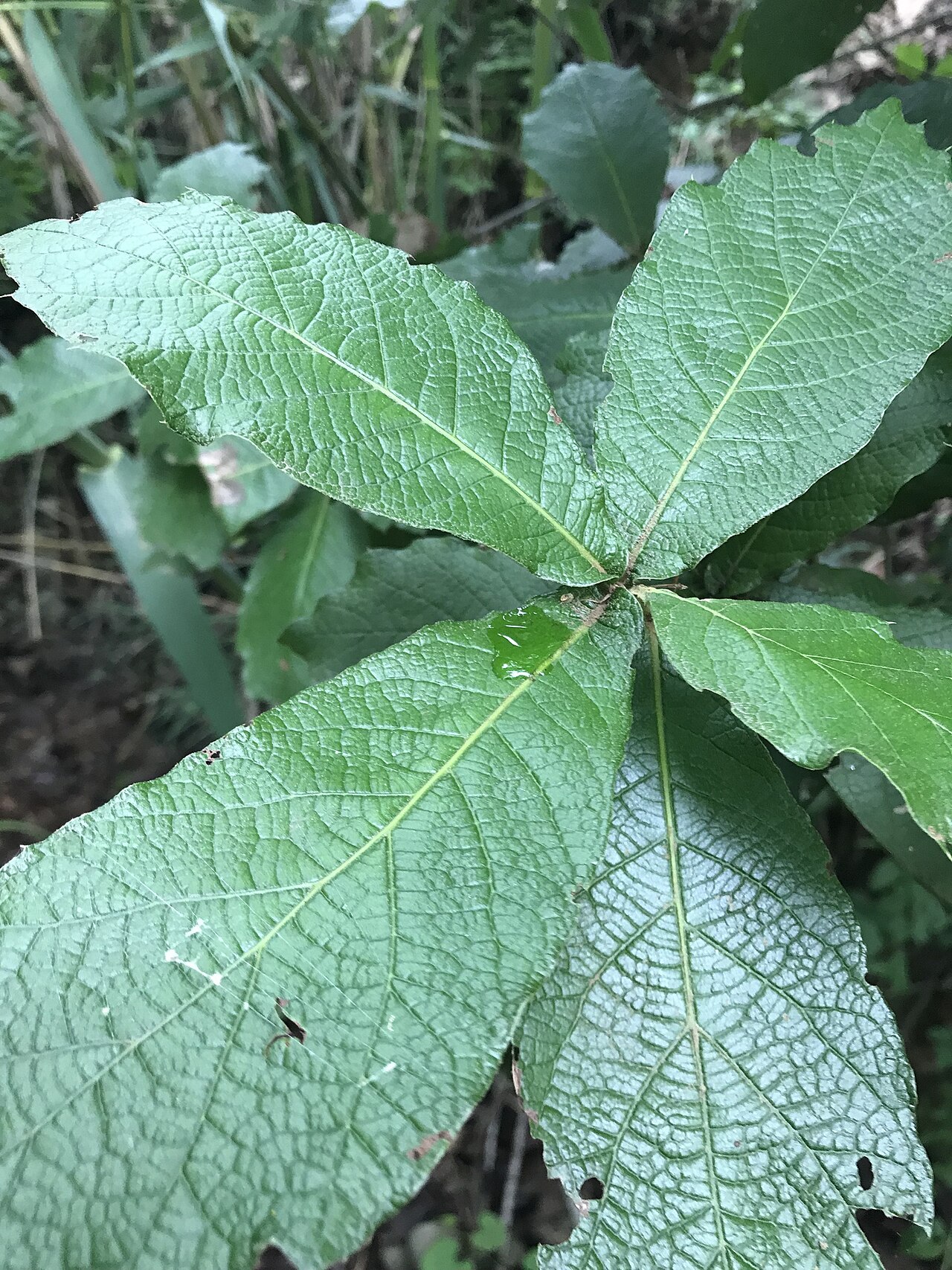Loquat leaf oak: loquat leaf oak