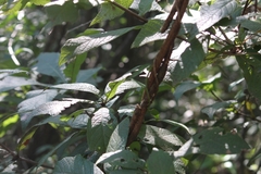 Loquat leaf oak (Quercus rysophylla)