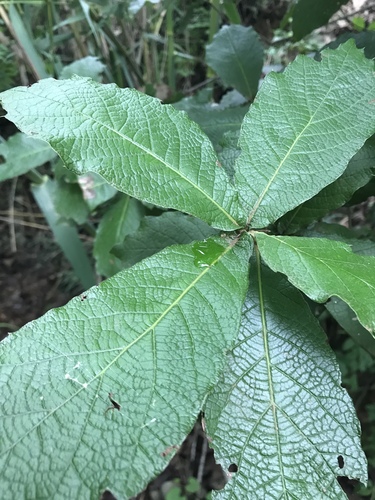 Loquat leaf oak (Quercus rysophylla)