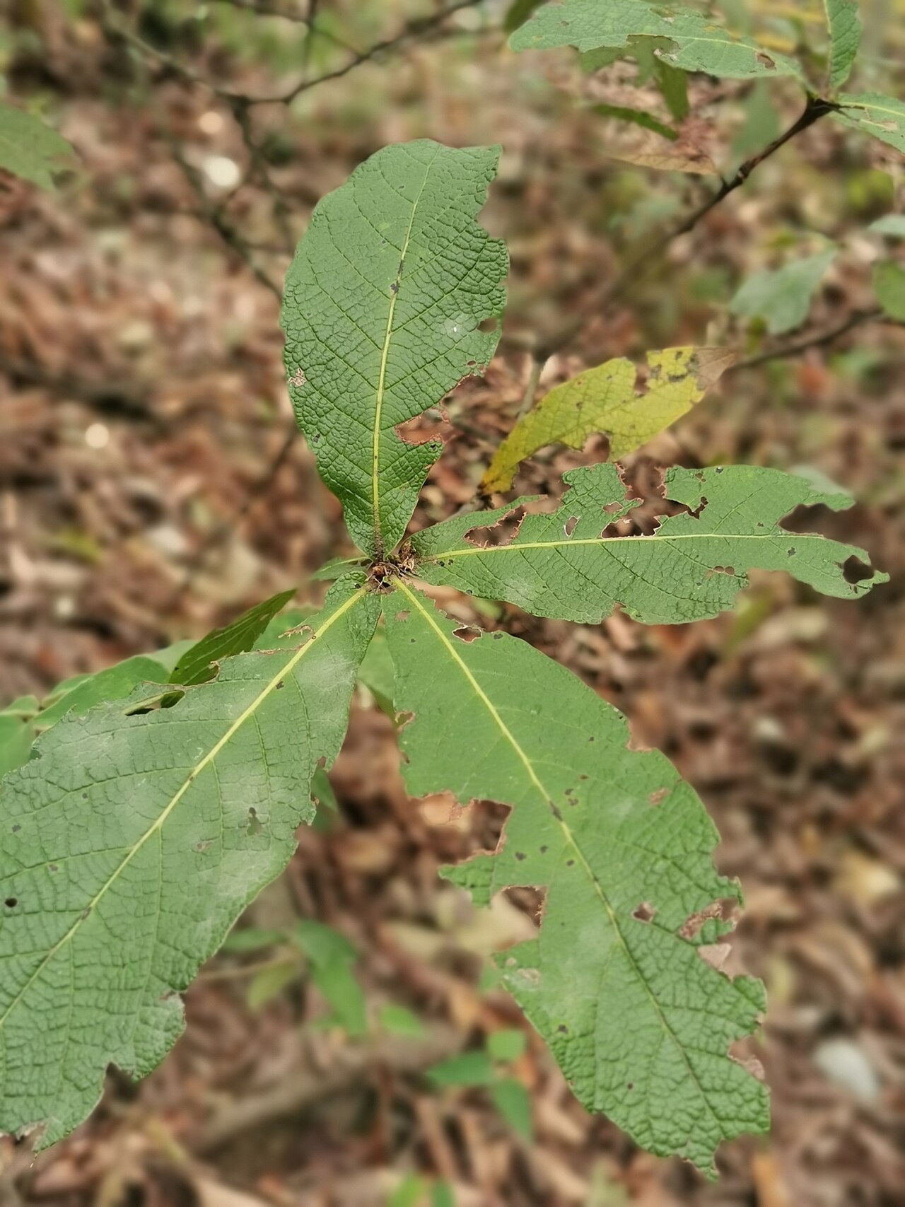 Loquat leaf oak: loquat leaf oak