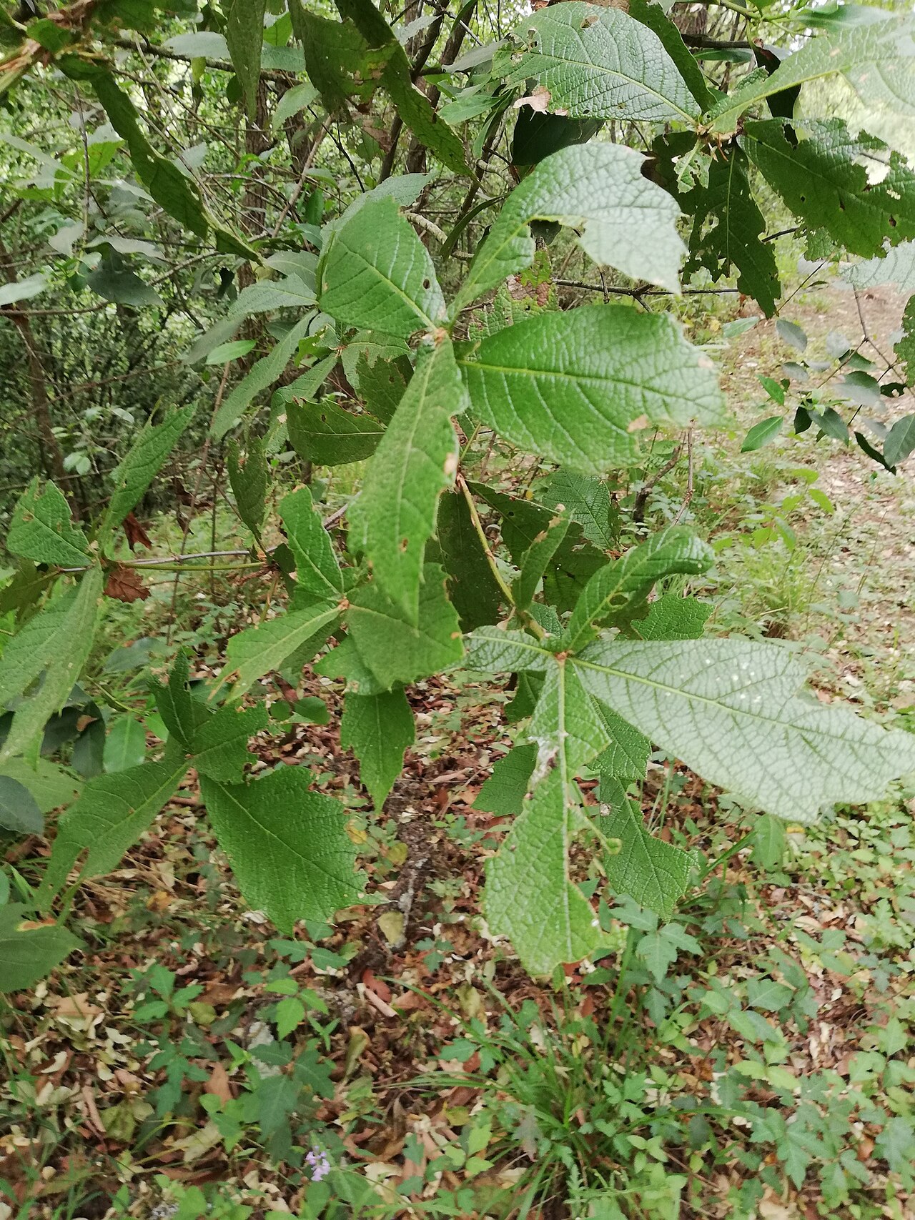 Loquat leaf oak: loquat leaf oak