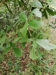 Loquat leaf oak (Quercus rysophylla)