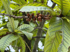 Loquat leaf oak (Quercus rysophylla)