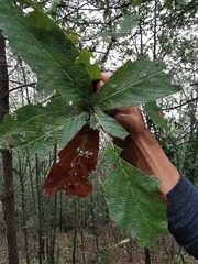 Loquat leaf oak (Quercus rysophylla)