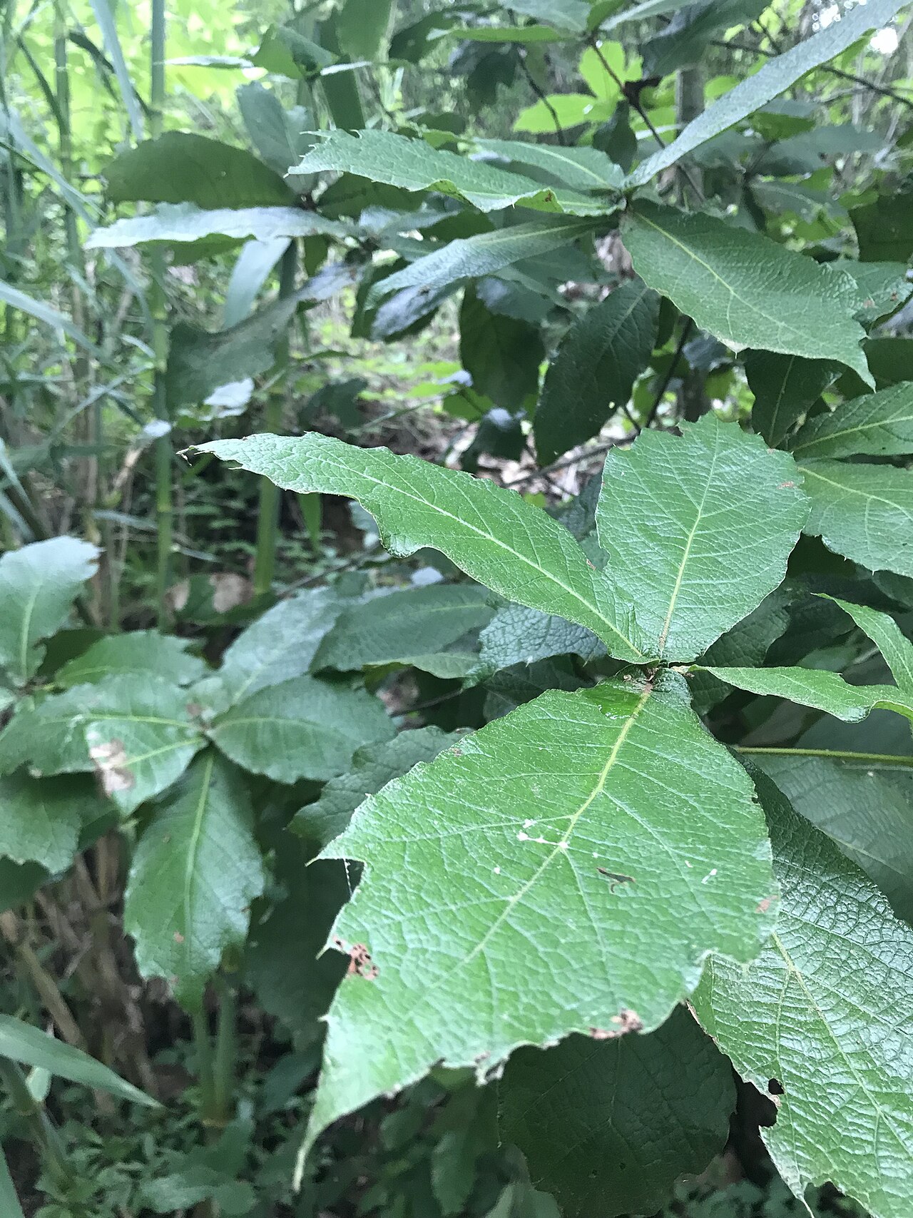 Loquat leaf oak: loquat leaf oak