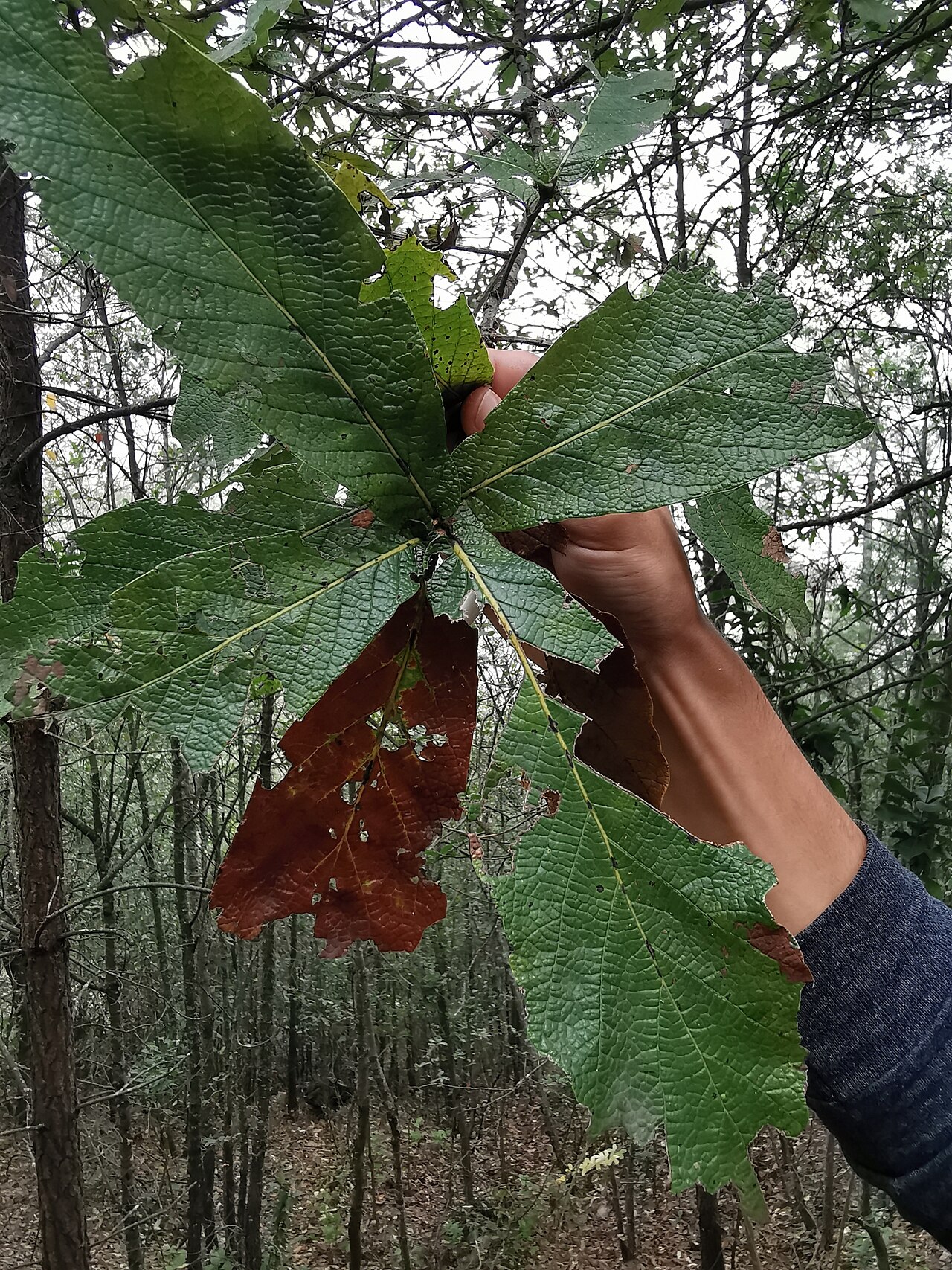 Loquat leaf oak: loquat leaf oak