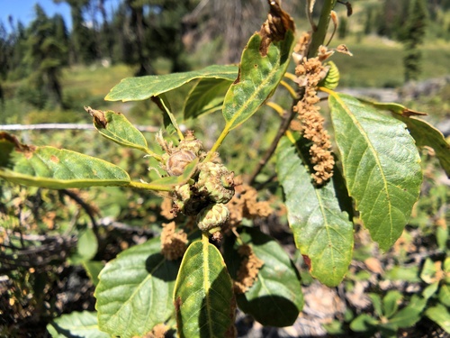 Deer oak (Quercus sadleriana)