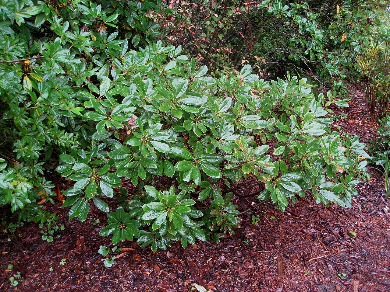 Deer oak: Quercus sadleriana was a plant that we all got wrong - it seemed like a rhody. It's a great shade plant - and we'll be growing one on the north side of our gard