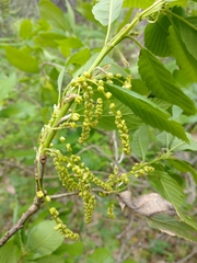 Deer oak (Quercus sadleriana)