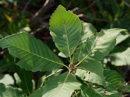 Deer oak (Quercus sadleriana)
