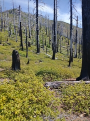 Deer oak (Quercus sadleriana)