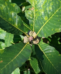 Deer oak (Quercus sadleriana)