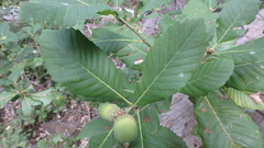Deer oak (Quercus sadleriana)