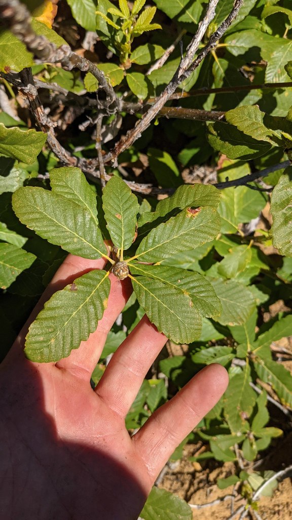 Deer oak (Quercus sadleriana)